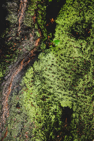 Green nature concept, Fresh green grass and flowers 063の写真素材