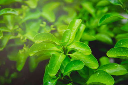 Green nature concept, Fresh green grass and flowers 048の写真素材