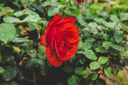 Green nature concept, Fresh green grass and flowers 010の写真素材
