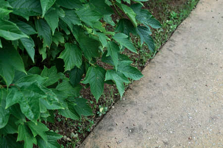 Green nature concept, Fresh green grass and flowers 178の写真素材