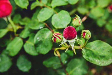 Green nature concept, Fresh green grass and flowers 035の写真素材