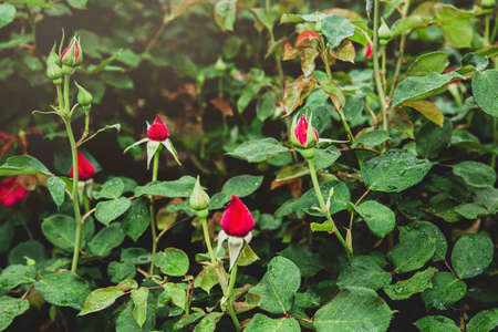 Green nature concept, Fresh green grass and flowers077の写真素材