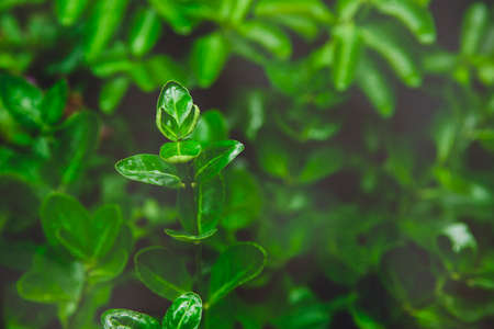 Green nature concept, Fresh green grass and flowers 050の写真素材