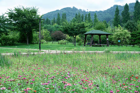 Green nature concept, Fresh green grass and flowers 137の写真素材
