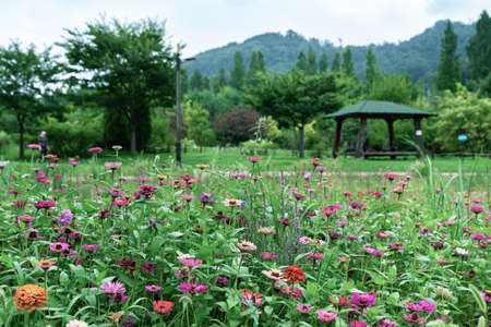 Green nature concept, Fresh green grass and flowers 138の写真素材