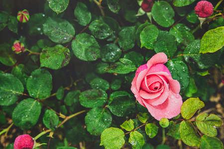 Green nature concept, Fresh green grass and flowers078の写真素材