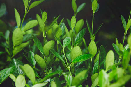 Green nature concept, Fresh green grass and flowers 015の写真素材