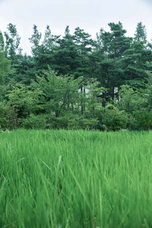 Green nature concept, Fresh green grass and flowers 143の写真素材