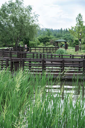 Green nature concept, Fresh green grass and flowers 124の写真素材
