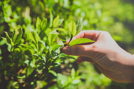 Green nature concept, Fresh green grass and flowers 085の写真素材