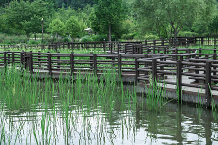 Green nature concept, Fresh green grass and flowers 122の写真素材