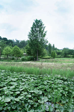 Green nature concept, Fresh green grass and flowers 128の写真素材