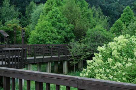 Green nature concept, Fresh green grass and flowers 167の写真素材