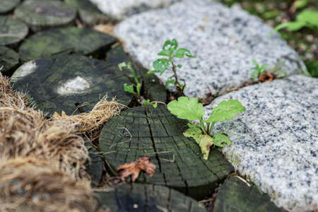 Green nature concept, Fresh green grass and flowers 169の写真素材