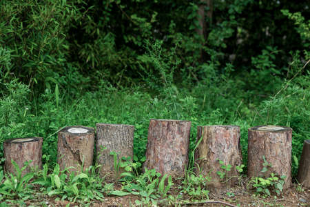 Green nature concept, Fresh green grass and flowers 099の写真素材