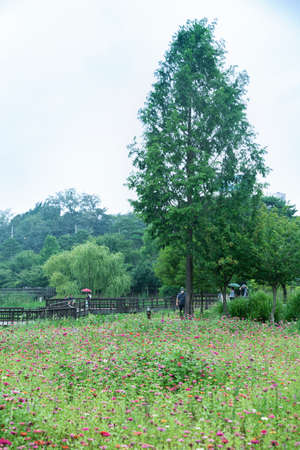 Green nature concept, Fresh green grass and flowers 152