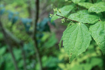 Green nature concept, Fresh green grass and flowers 161の写真素材