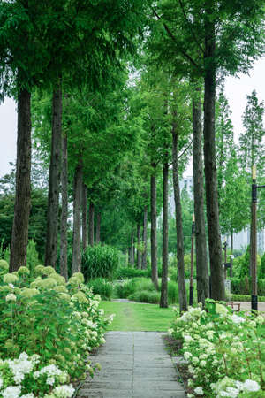 Green nature concept, Fresh green grass and flowers 207の写真素材