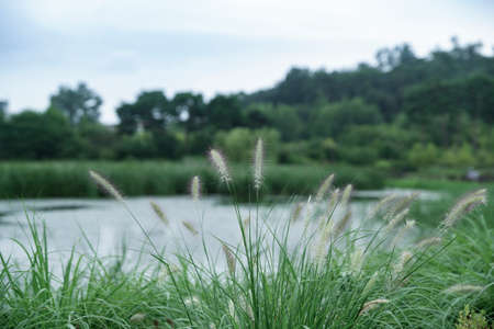 Green nature concept, Fresh green grass and flowers 112の写真素材