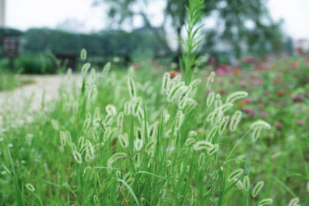 Green nature concept, Fresh green grass and flowers 154の写真素材
