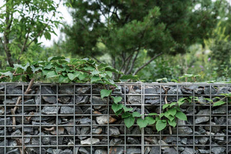Green nature concept, Fresh green grass and flowers 108の写真素材
