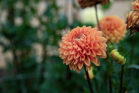 Green nature concept, Fresh green grass and flowers 107の写真素材