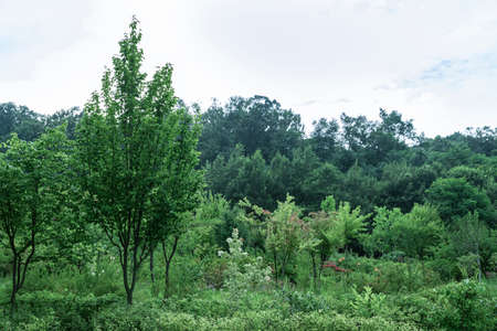 Green nature concept, Fresh green grass and flowers 204の写真素材