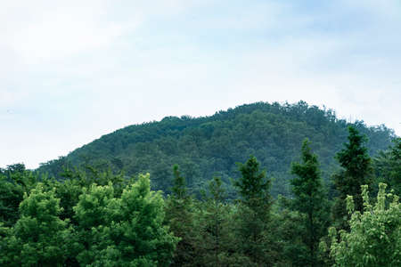 Green nature concept, Fresh green grass and flowers 183の写真素材
