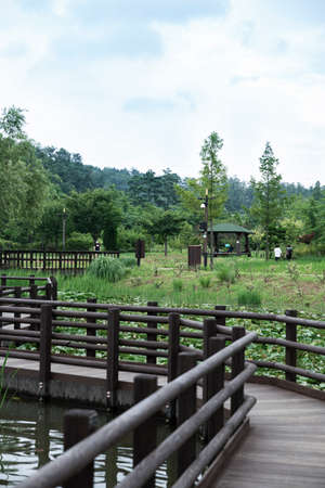 Green nature concept, Fresh green grass and flowers 121の写真素材