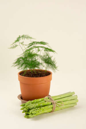 Close up of fresh green asparagus 052の写真素材