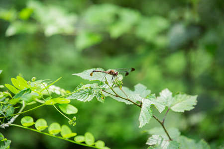 Green nature, bugs on a leaf 028の写真素材