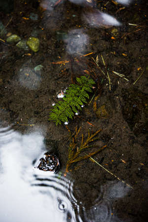 Green nature in South Korea, summer forest and architecture 074の写真素材