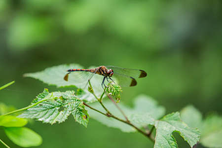 Green nature, bugs on a leaf 031の写真素材