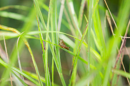 Green nature, bugs on a leaf 036の写真素材