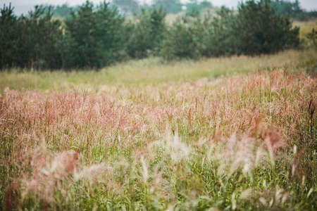 Green nature in South Korea, summer forest and architecture 098の写真素材