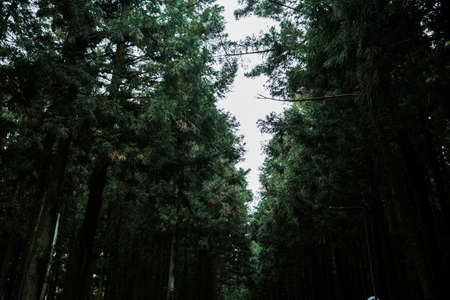 Green nature in South Korea, summer forest and architecture 016の写真素材