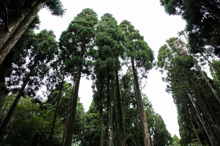 Green nature in South Korea, summer forest and architecture 113の写真素材