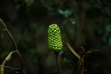 Green nature in South Korea, summer forest and architecture 086の写真素材