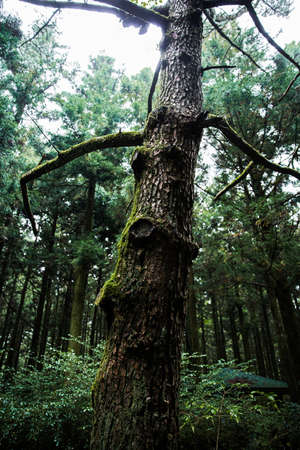 Green nature in South Korea, summer forest and architecture 061の写真素材