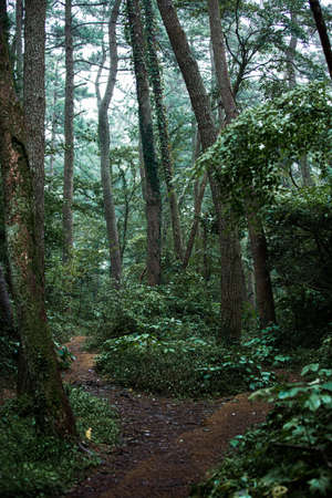 Green nature in South Korea, summer forest and architecture 079の写真素材