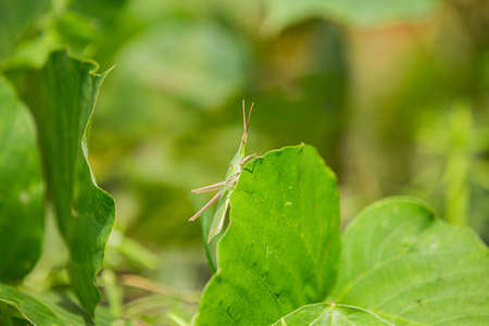 Green nature, bugs on a leaf 045の写真素材