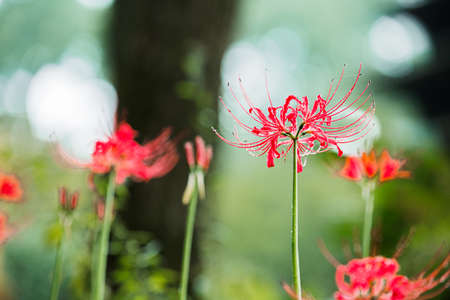 Green nature in South Korea, summer forest and architecture 026の写真素材