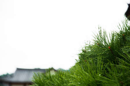 Green nature in South Korea, summer forest and architecture 001の写真素材