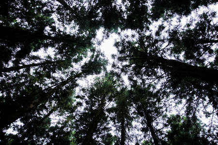 Green nature in South Korea, summer forest and architecture 054の写真素材