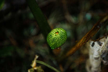 Green nature in South Korea, summer forest and architecture 081の写真素材