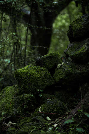 Green nature in South Korea, summer forest and architecture 091の写真素材