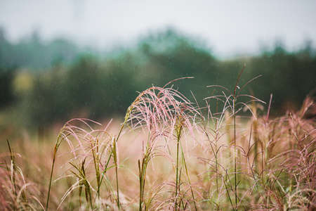 Green nature in South Korea, summer forest and architecture 101の写真素材