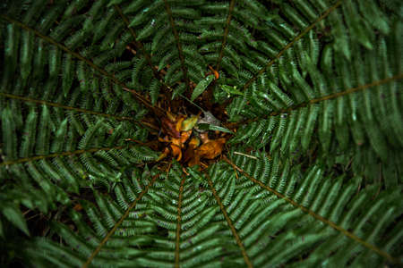 Green nature in South Korea, summer forest and architecture 059