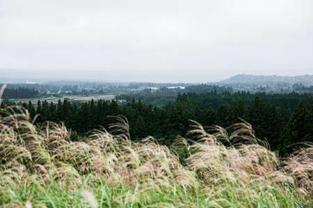 Green nature in South Korea, summer forest and architecture 178の写真素材