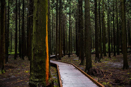 Green nature in South Korea, summer forest and architecture 182の写真素材